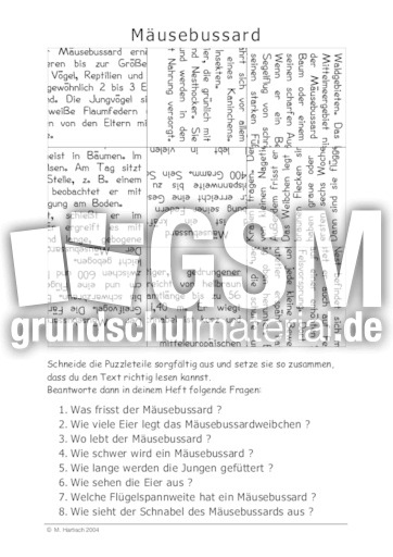 Mäusebussard.pdf